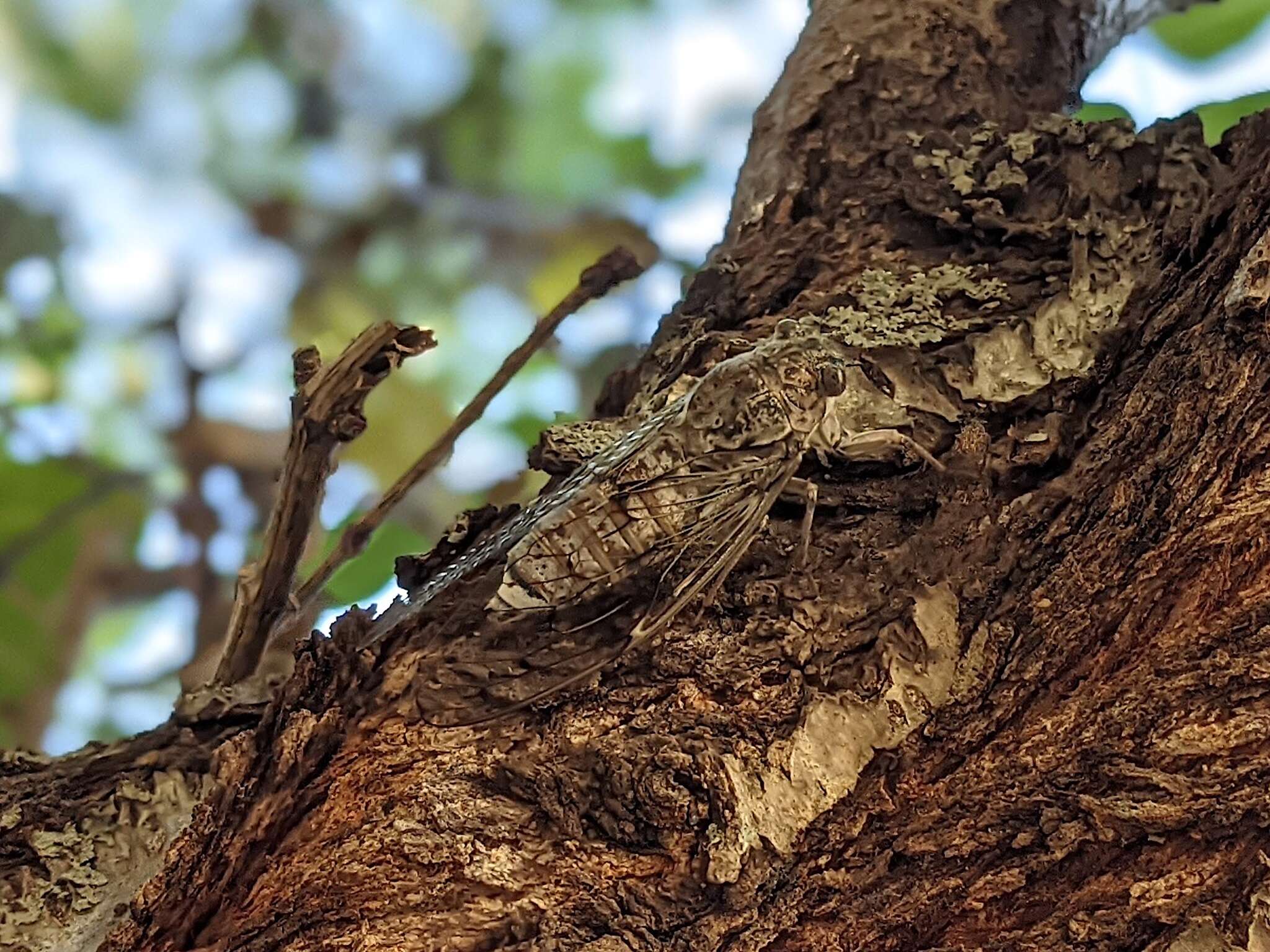 Image of Cicada cretensis Quartau & Simoes 2005