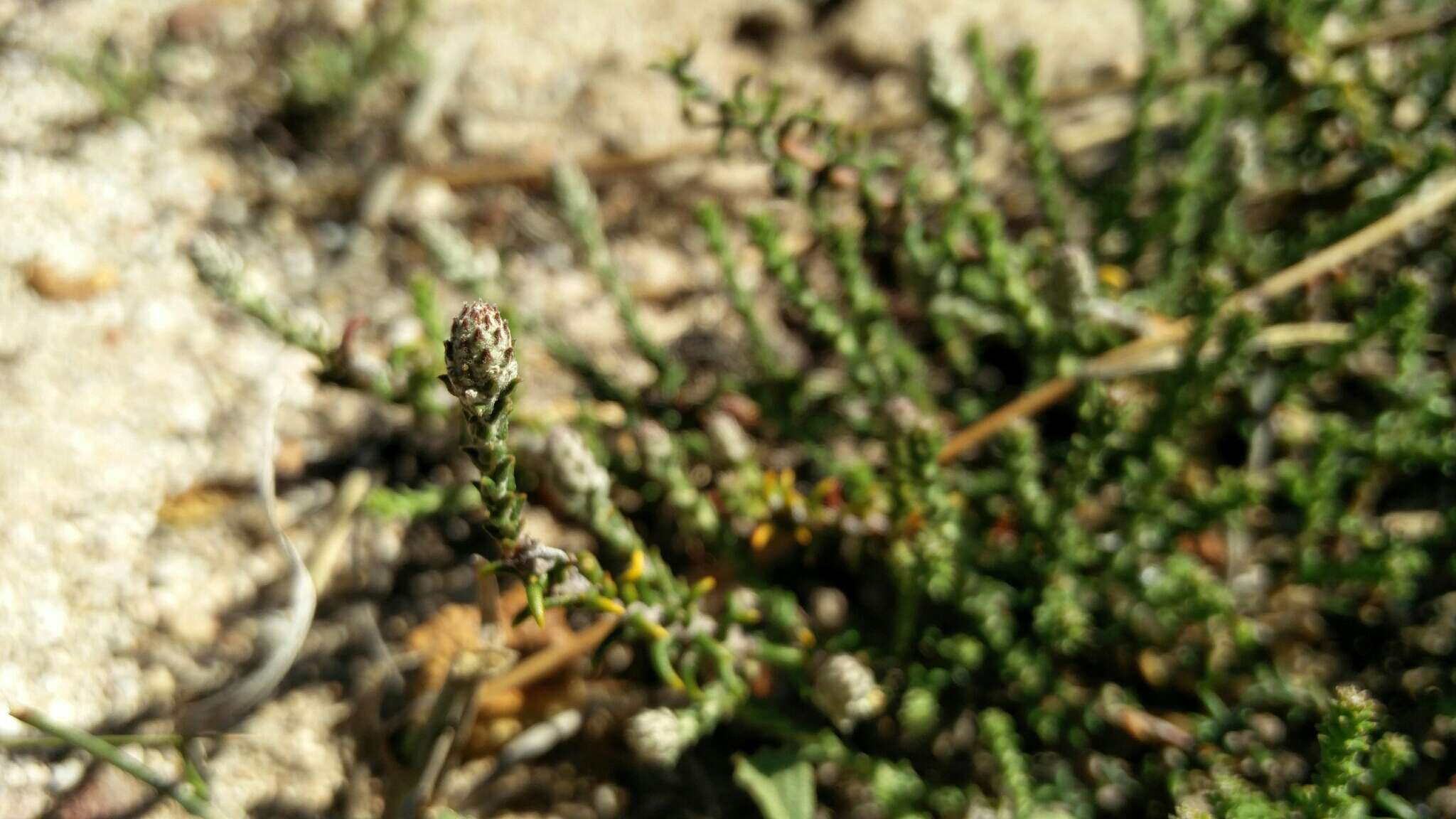 Image of Phylica thunbergiana E. Mey.