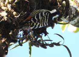 Image of Stripe-breasted Woodpecker