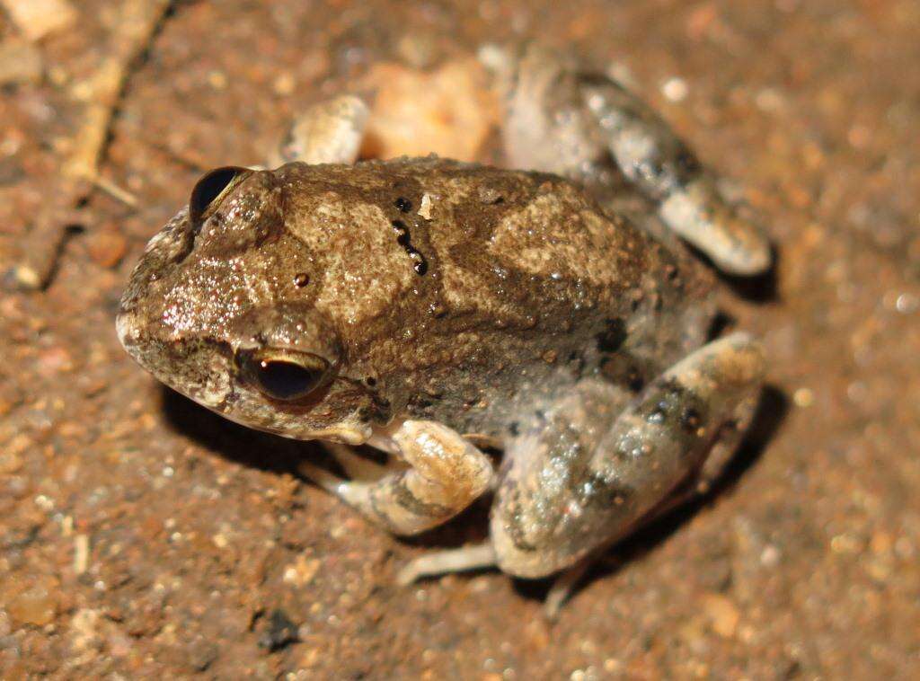 Image of Natal Sand Frog