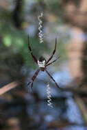 Image of Argiope mangal Koh 1991