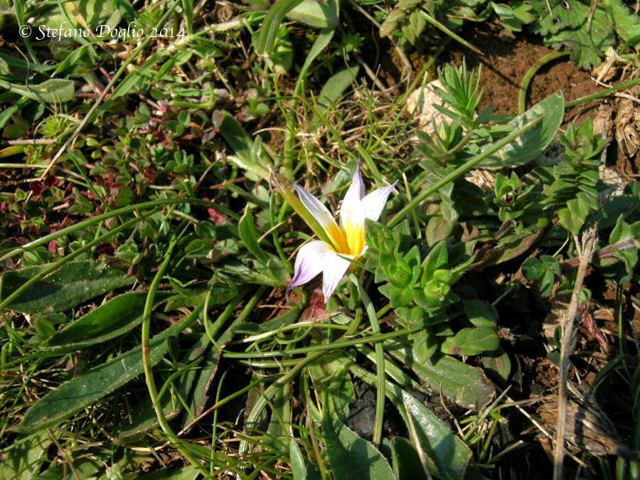 Image of crocus-leaved ROMULEA