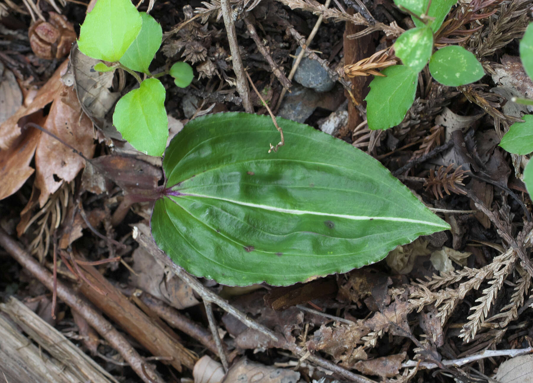 Image of Tipularia japonica Matsum.