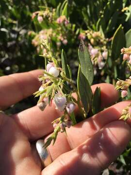 Image of Otay manzanita