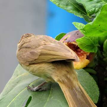 Image of Streak-eared Bulbul