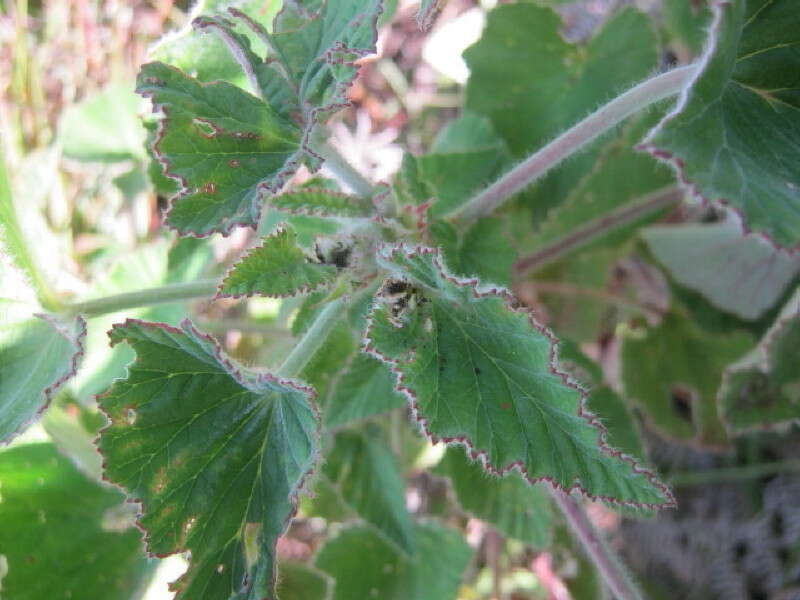 Image of Heart-leaved pelagonium