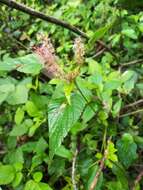 Image de Acalypha phleoides Cav.