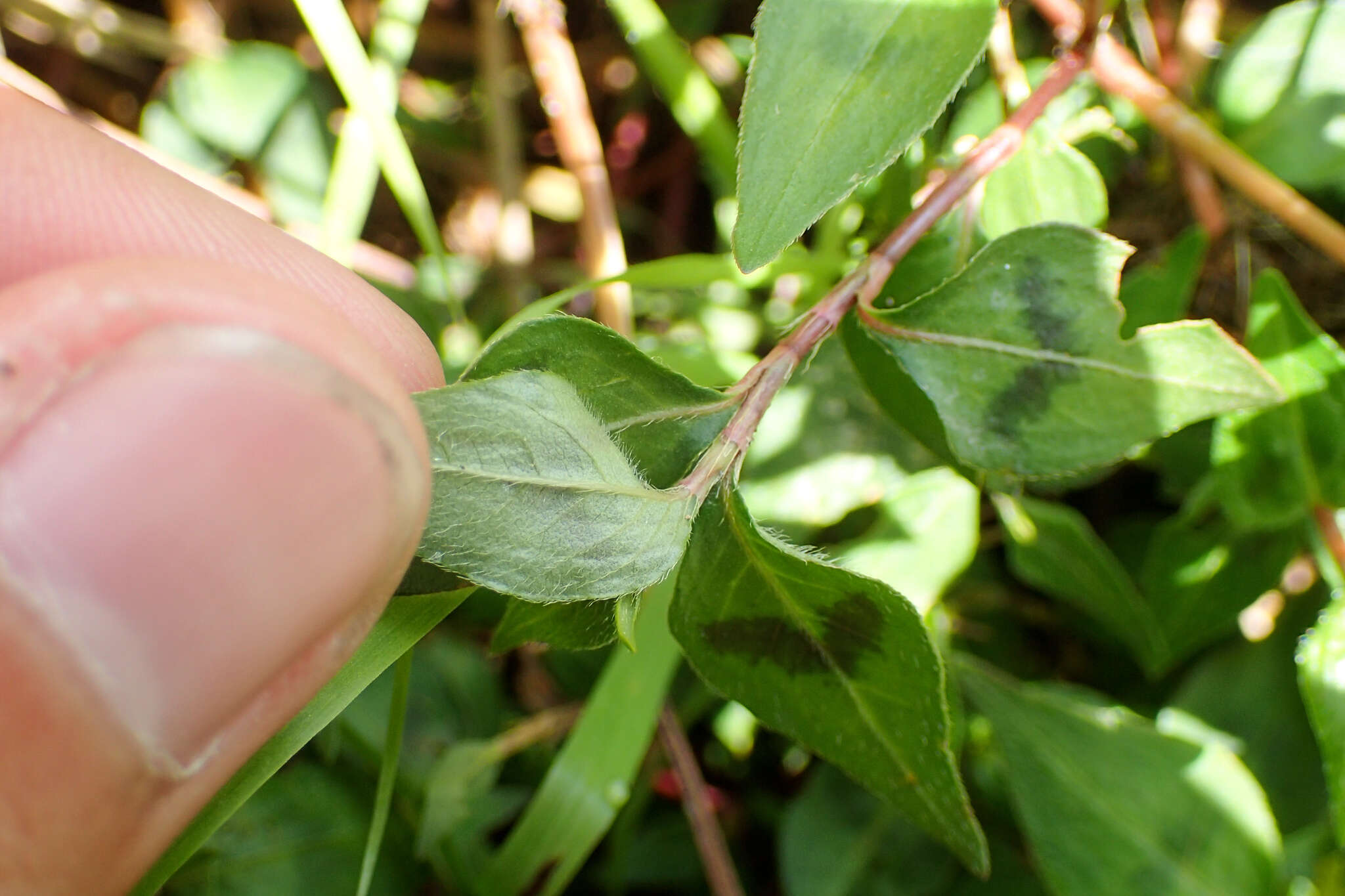 Image of Oriental Lady's-Thumb