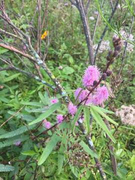 صورة Mimosa xanthocentra var. xanthocentra