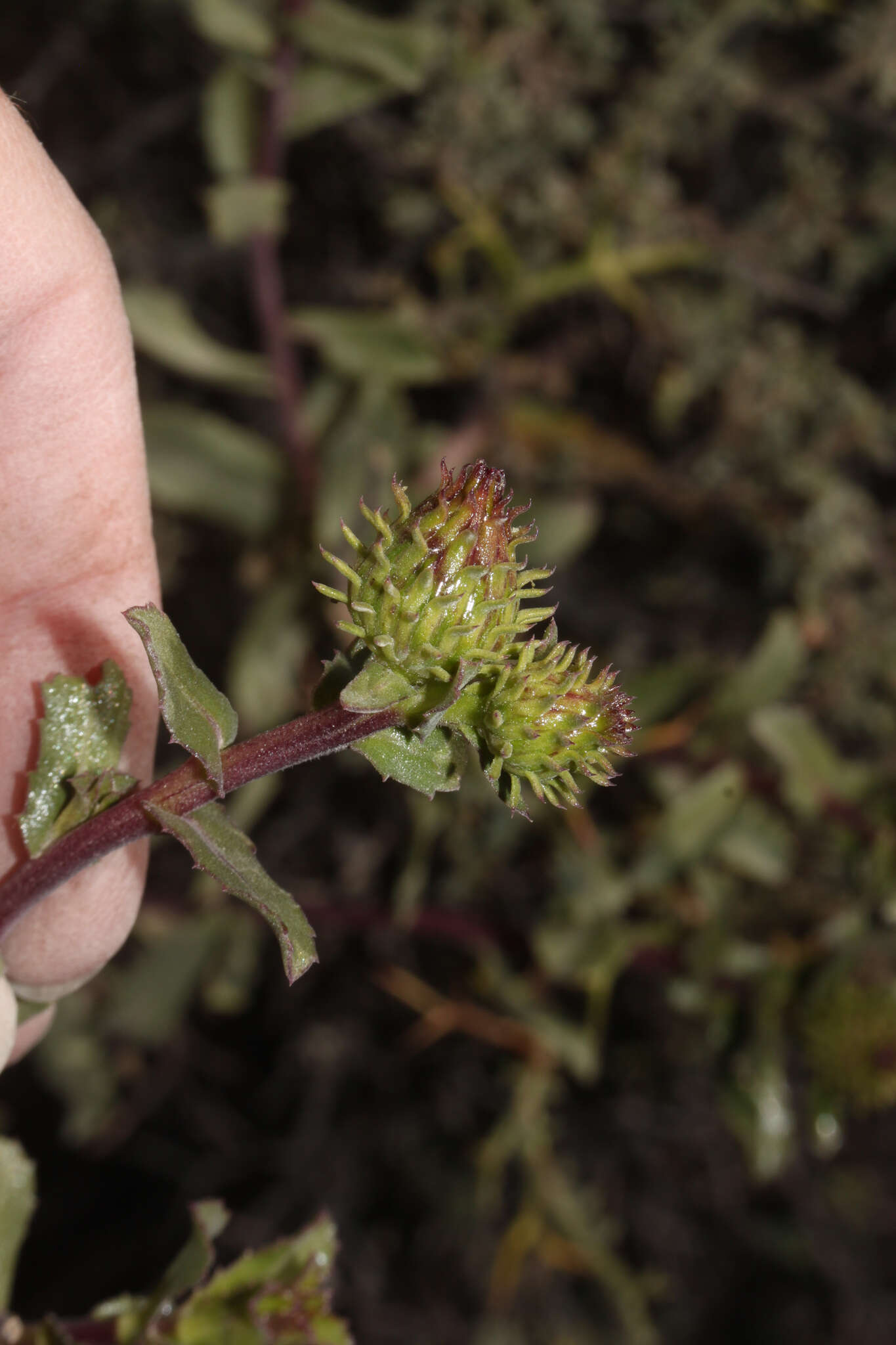 Image of Grindelia tarapacana Phil.