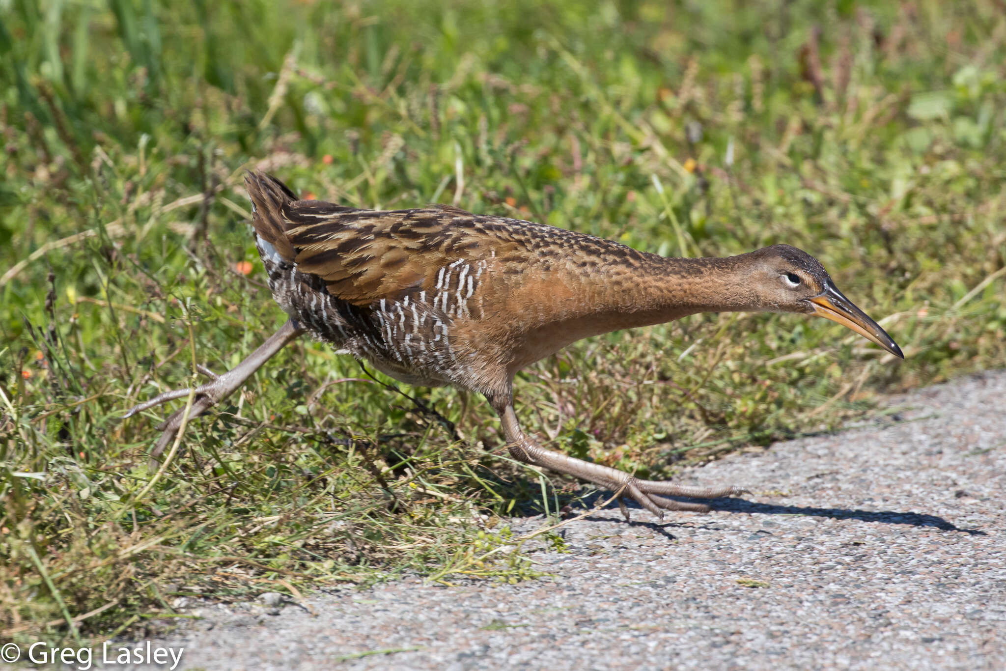 Image of King Rail