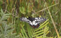 Слика од Papilio anactus Macleay 1826