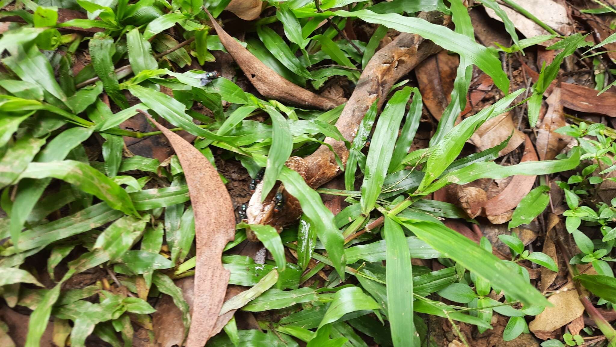 Image of Malayan Pit Viper