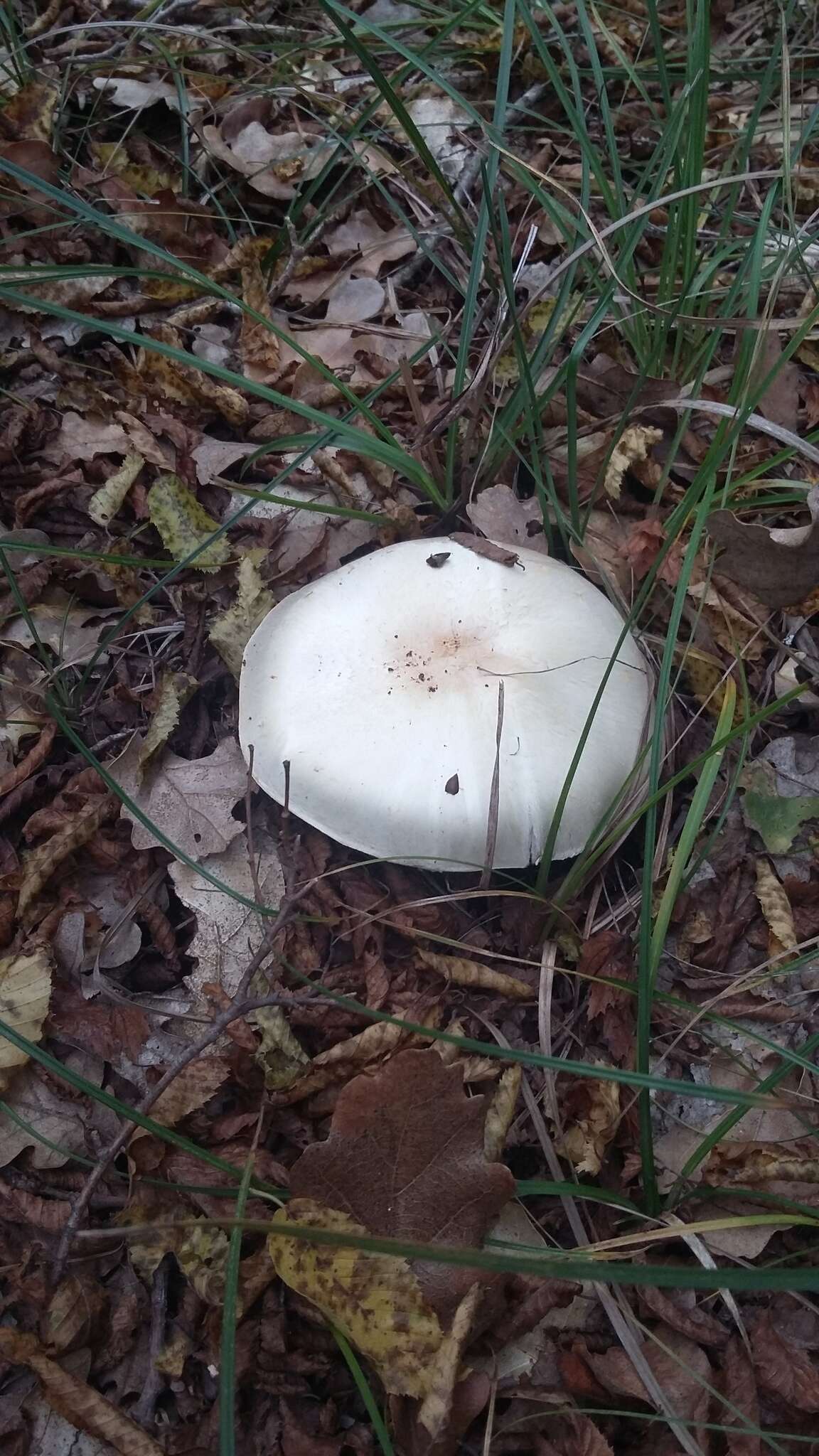 Image of Agaricus brunneolus (J. E. Lange) Pilát 1951