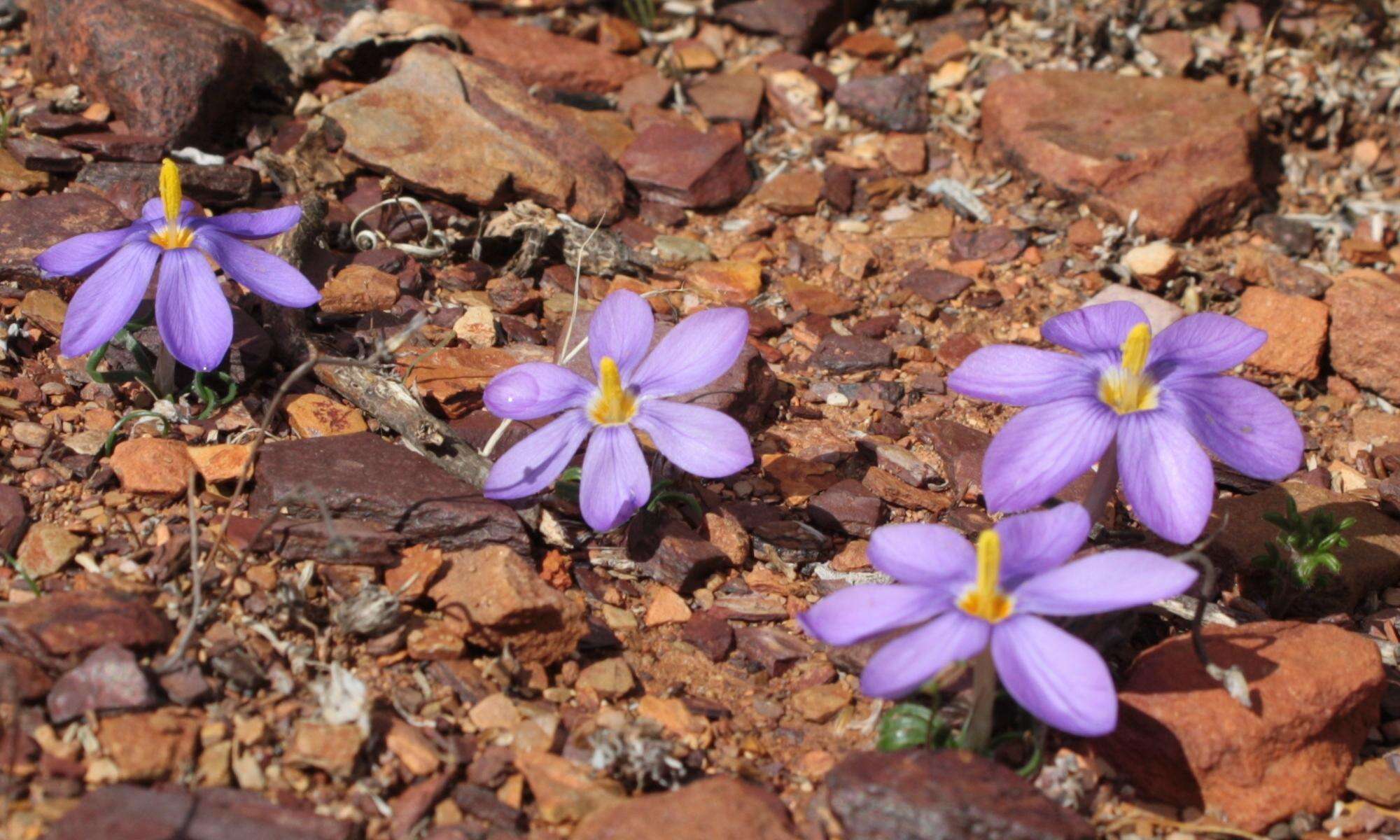 Image de Syringodea longituba (Klatt) Kuntze