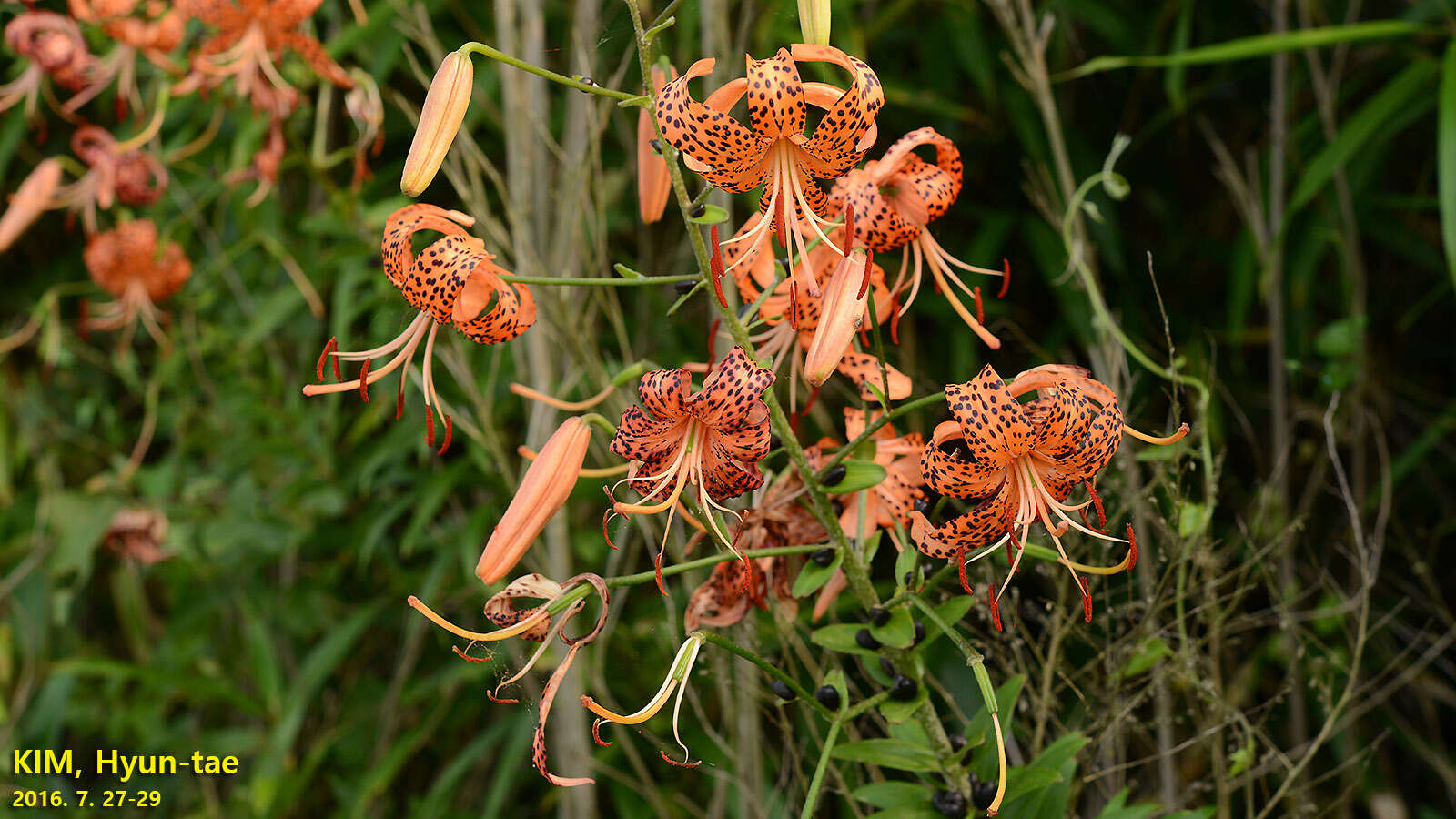 Image of Tiger lily