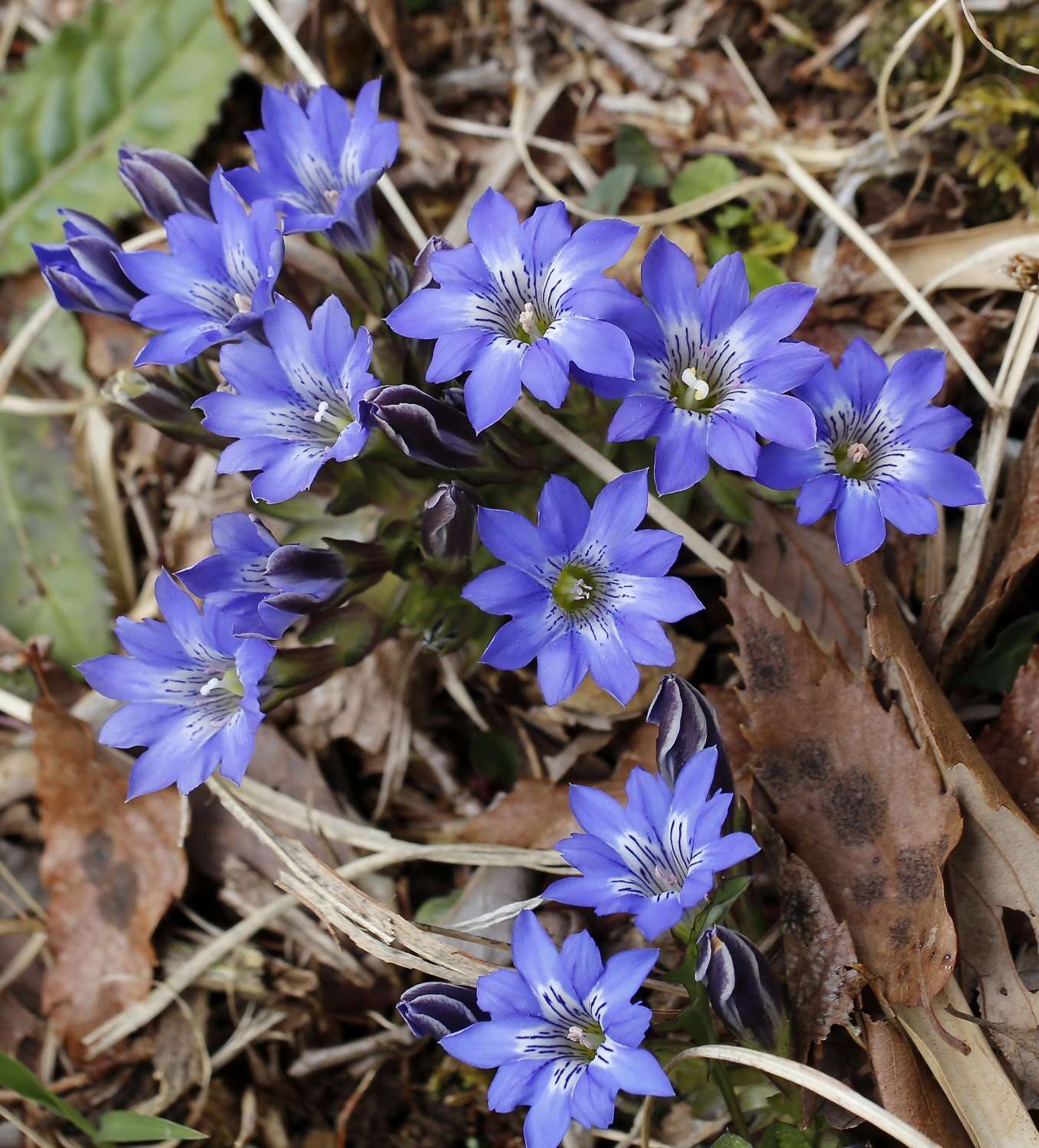 صورة Gentiana thunbergii var. thunbergii