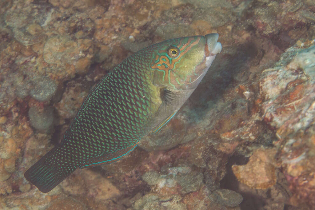 Hemigymnus resmi