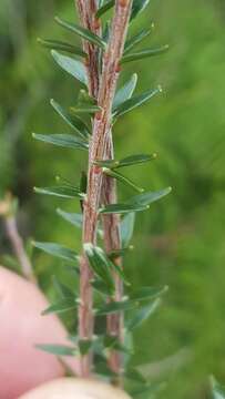 Imagem de Epacris obtusifolia Sm.