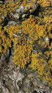 Image of Xanthoria aureola (Ach.) Erichsen