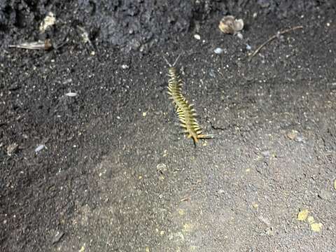 Image of Florida Keys Centipede