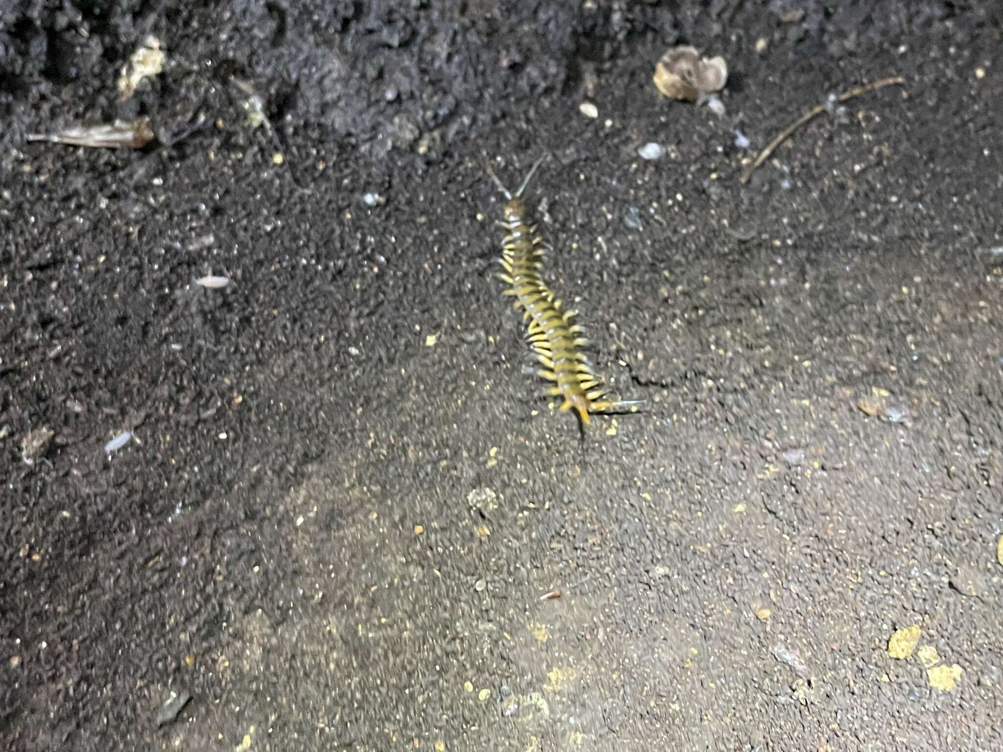 Image of Florida Keys Centipede