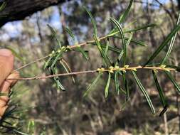 Image of Boronia splendida M. F. Duretto