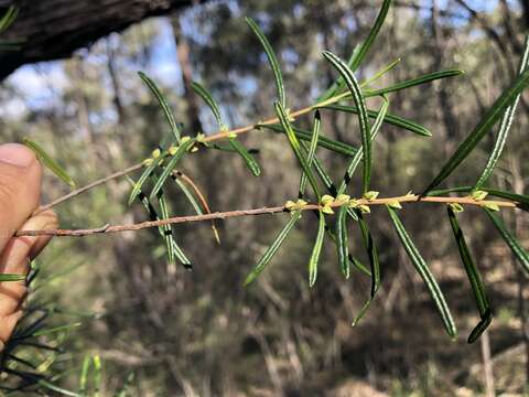 Image of Boronia splendida M. F. Duretto