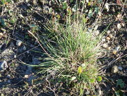 Image de Festuca pulchra Schur