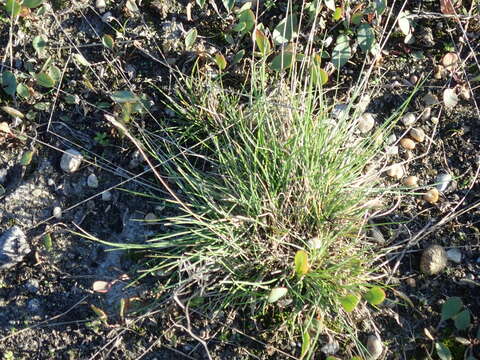 Image of Festuca pulchra Schur