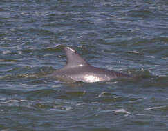 Imagem de Tursiops Gervais 1855