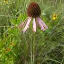 Imagem de Echinacea atrorubens (Nutt.) Nutt.