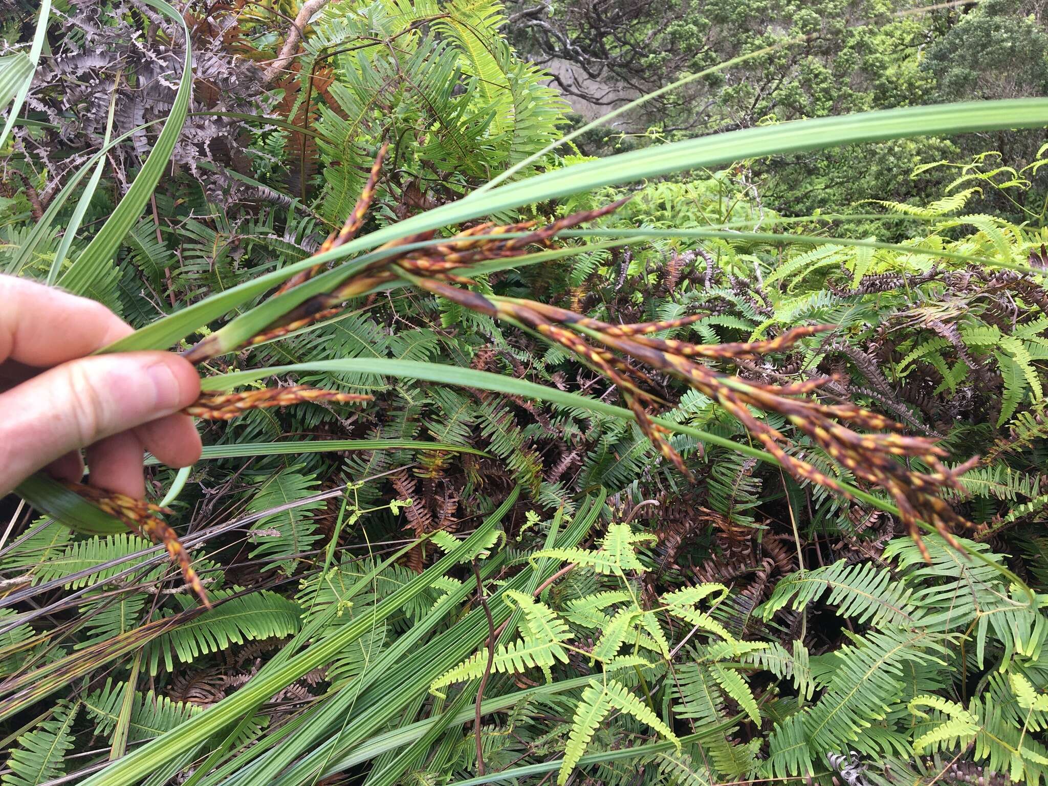 Image of forest sawsedge