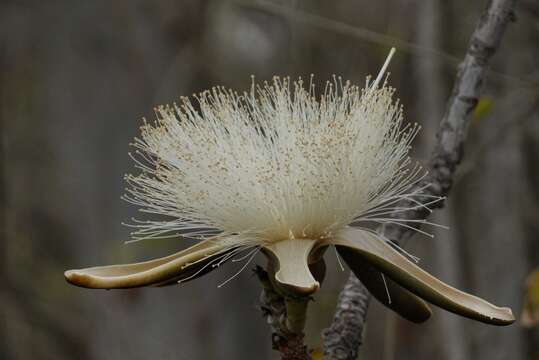 Image of Pseudobombax millei (Standl.) A. Robyns