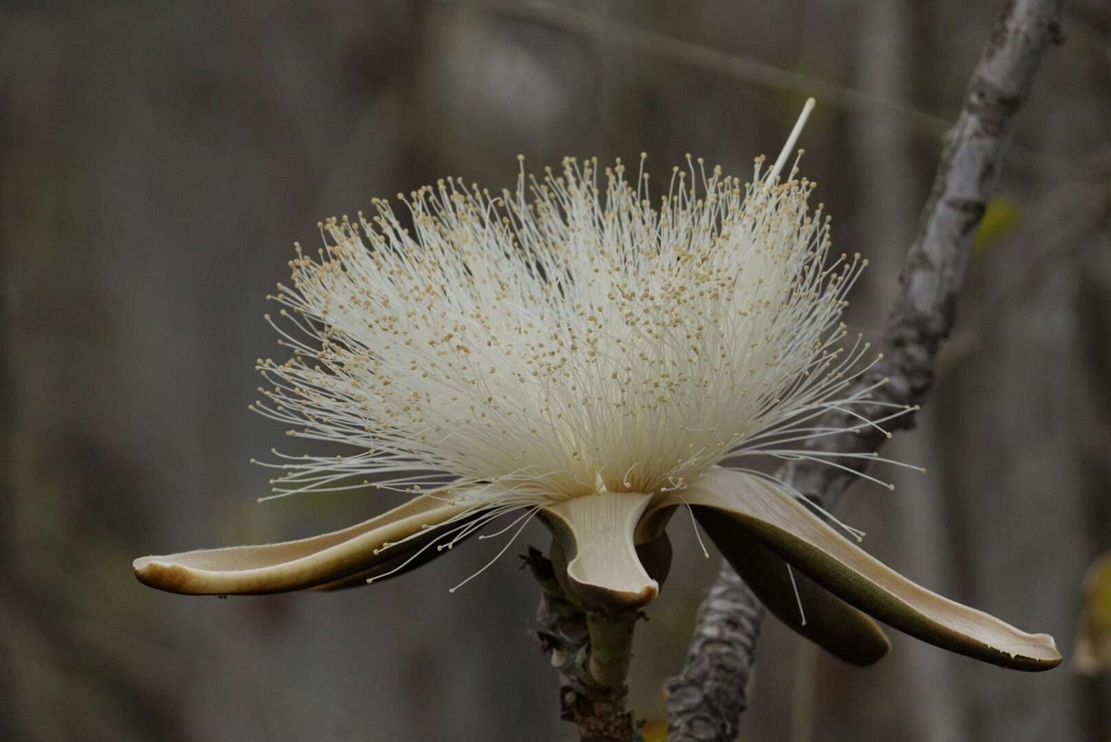 Image of Pseudobombax millei (Standl.) A. Robyns