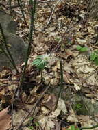 Plancia ëd Eranthis stellata Maxim.