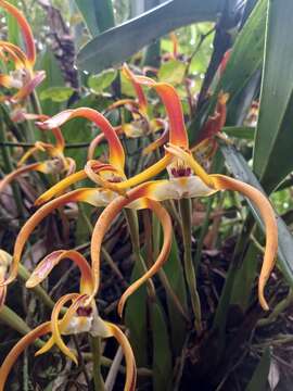 Imagem de Maxillaria luteograndiflora Dombrain