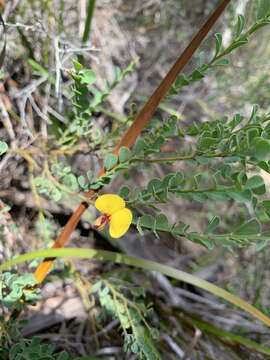 Sivun Bossiaea rhombifolia DC. kuva