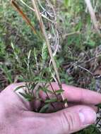 Image of Illinois pinweed