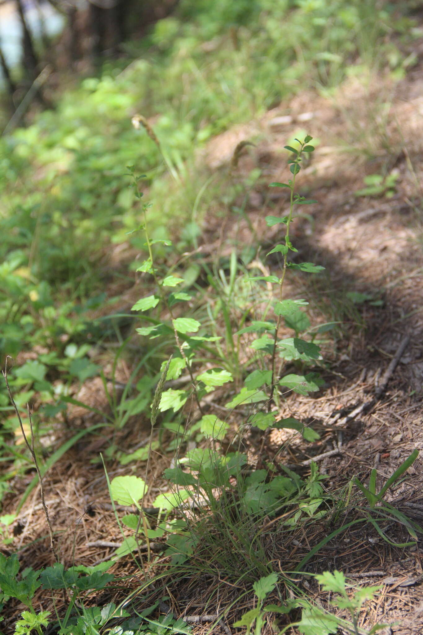 Image of Artemisia keiskeana Miq.