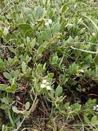 Слика од Arctostaphylos hookeri subsp. montana (Eastw.) P. V. Wells