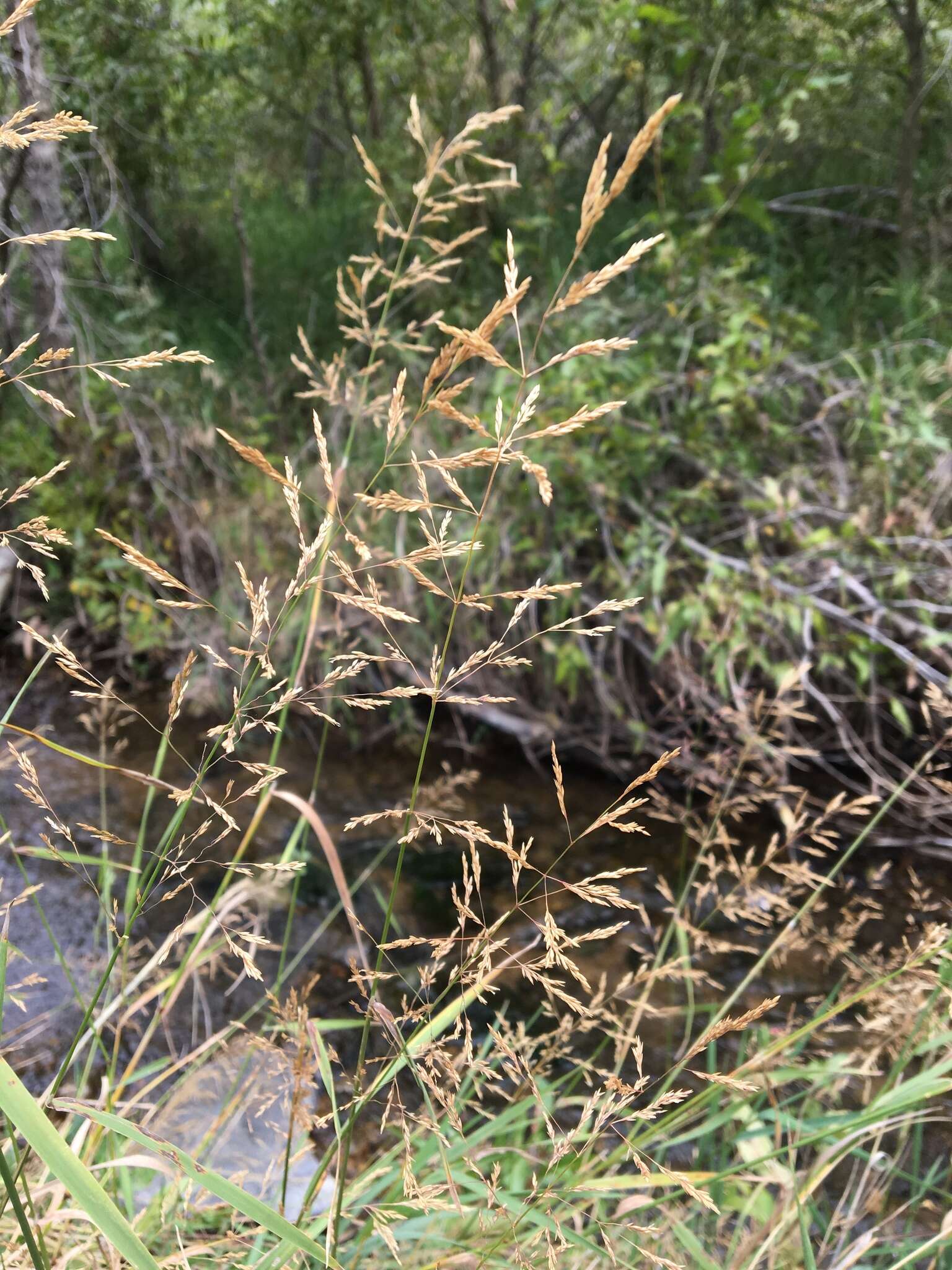 Image of creeping bentgrass