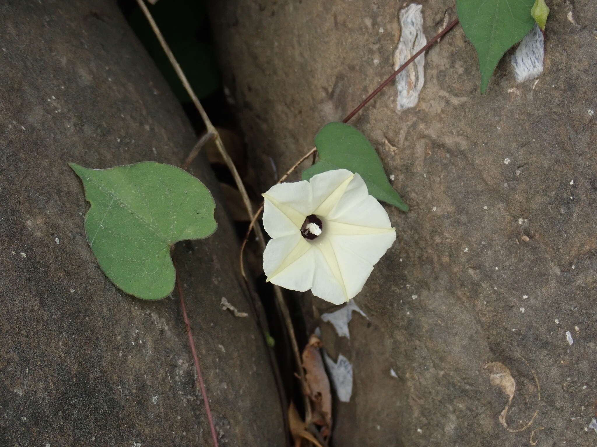 Image of Obscure Morning Glory