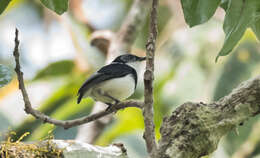 Image of West African Wattle-eye