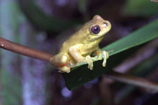 Image of executioner treefrog