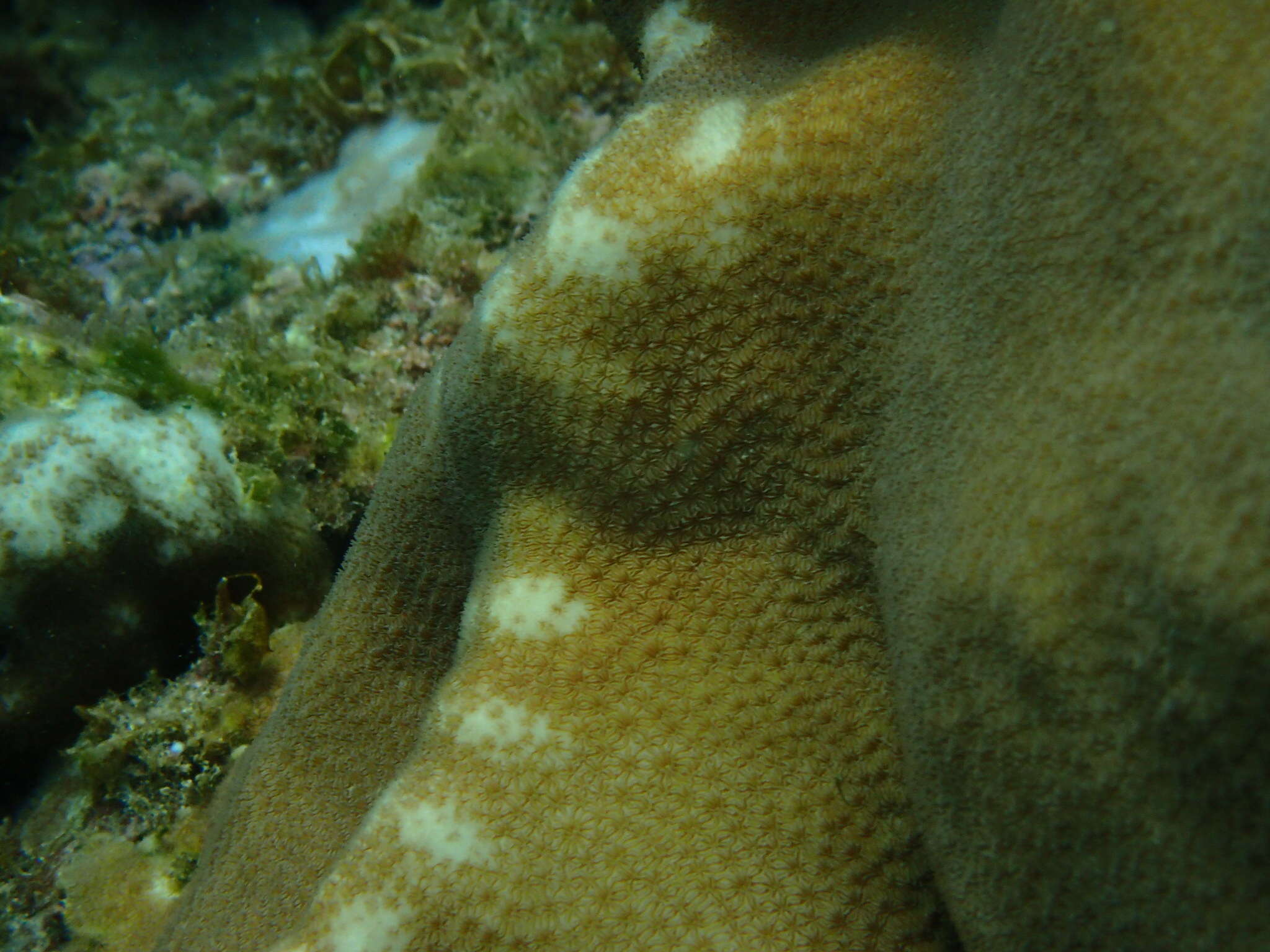 Image of leaf coral