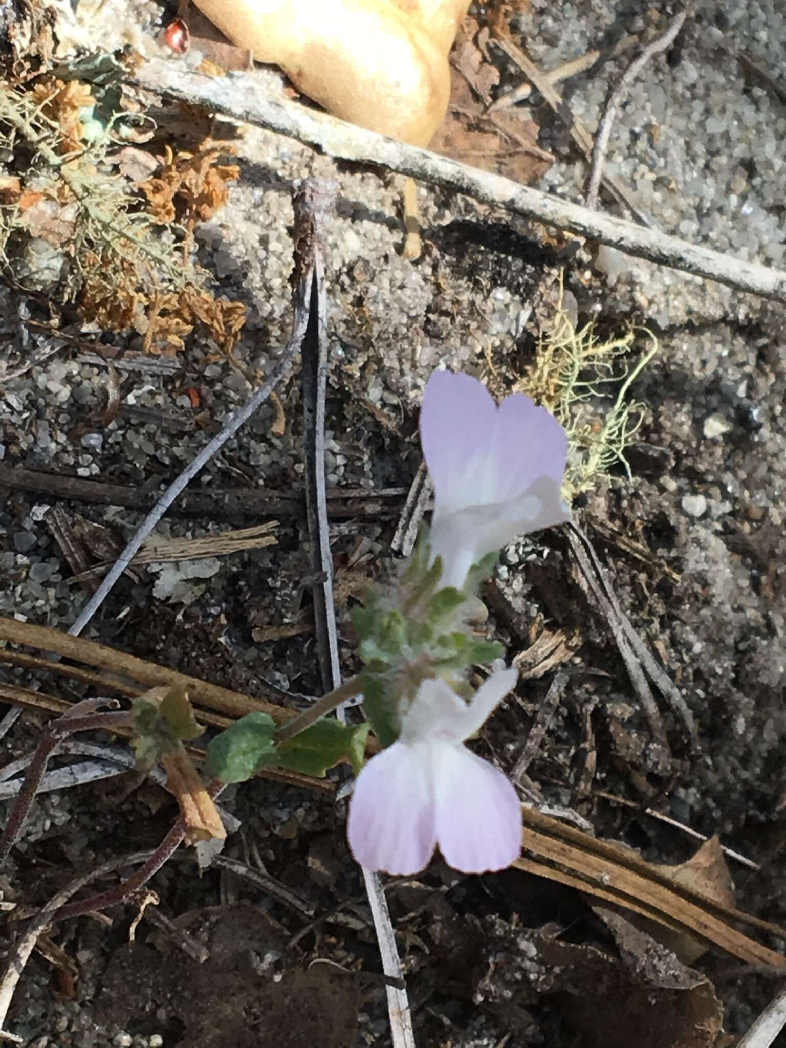 Image de Collinsia bartsiifolia Benth.