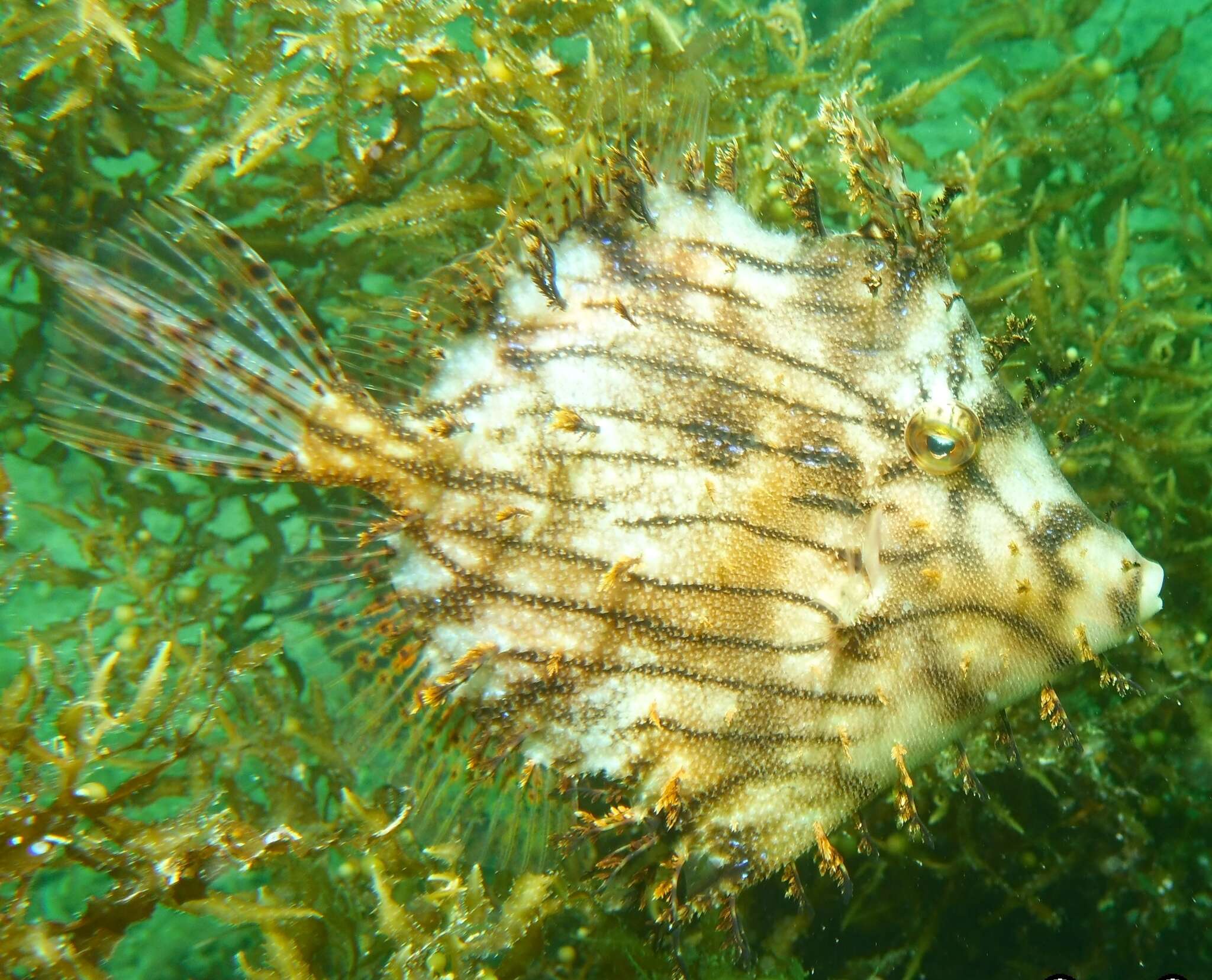 Image of Chaetodermis