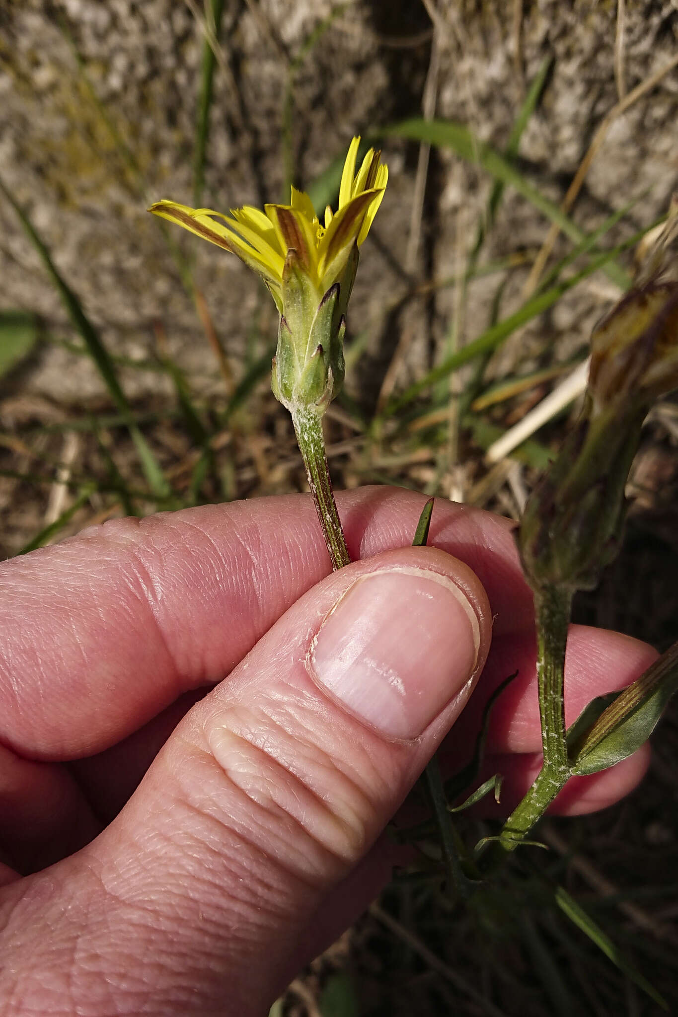 Image of Podospermum canum C. A. Mey.