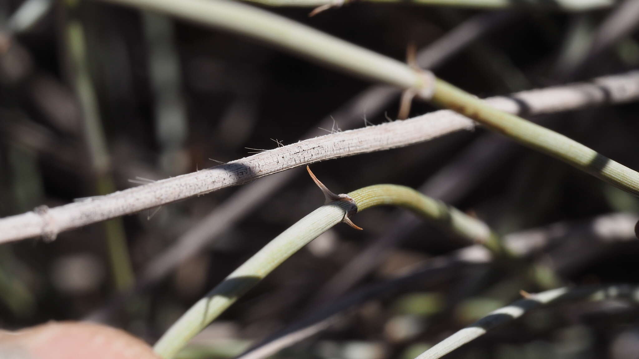 Image of California Ephedra